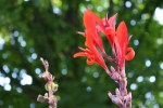 Gardening, #14 red canna lilies&nbsp;close-up