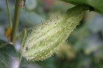 Gardening, #25 milkweed&nbsp;pod