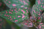 Gardening, #28 polka dot plant leaves&nbsp;close-up