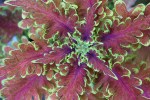 Gardening, #38 coleus looking&nbsp;down