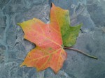 Autumn leaf –&nbsp;Copy