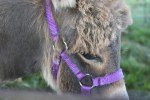 Church fest, petting zoo #145 donkey close-up