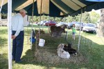 Church fest, petting zoo #152 man & girl viewing animals