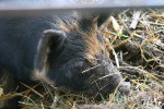 Church fest, petting zoo #153 pig&nbsp;close-up