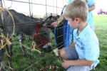 Church fest, petting zoo #82 feeding&nbsp;donkey