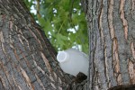 Oddities, #19 water bottle in tree
