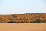 Autumn in Minnesota, #234 treeline from Falk&nbsp;Avenue