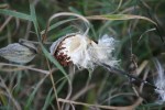 Autumn in Minnesota, #256 milkweed&nbsp;pods