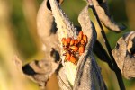 Autumn in Minnesota, #260 orange bugs on milkweed&nbsp;pods