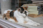 Bookshop, #23 cat&nbsp;close-up