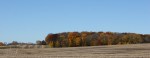 Harvest, #203 harvested field & colorful&nbsp;treeline