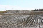 Harvest, #309 muddy field&nbsp;harvested