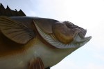 Mille Lacs Lake, #54 walleye head close-up