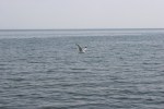 Mille Lacs Lake, #64 seagull flying&nbsp;over