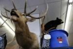 Pequot Lakes, Hardware store deer head closeup&nbsp;#195