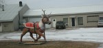 Rural southern Minnesota, #20 reindeer&nbsp;statue