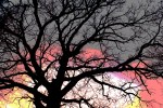 Sunset & tree,&nbsp;#4