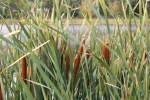 Poetry, #37 cattails