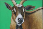Farm animal portrait, #15 goat J.&nbsp;Fakler
