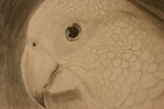 Art by students, #12 parrot by Ava