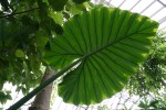 Conservatory, #27 large&nbsp;leaf