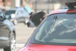 Dog hanging head out window,&nbsp;#34