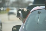 Dog hanging head out window,&nbsp;#38