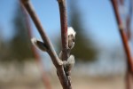 Minnesota spring, #119&nbsp;pussywillow