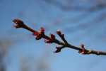 Minnesota spring, #136&nbsp;buds