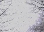 Snow falling & bare trees&nbsp;edited