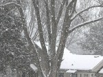 Snow falling & neighbor’s house