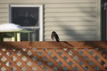 Snowy scene in MN, #81 robin on&nbsp;fence