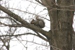 Snowy scenes in MN, #3&nbsp;squirrel