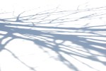 Snowy scenes in MN, #86 tree shadows on snow