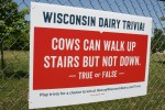 Cowtastic, trivia cows & stairs&nbsp;#85