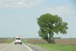 Rural Minnesota, #102 tree near Belview corner