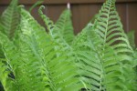 Spring in Minnesota, #37 ferns