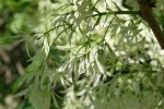Botanical gardens, #159 white fringe&nbsp;tree