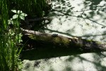 Botanical gardens, #170 turtle on&nbsp;log