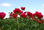 Peonies, #38 dark pink peonies with&nbsp;sky