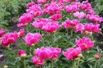 Peonies, #49 lots of&nbsp;pink