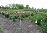 Peonies, #53 overview with couple in field