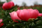 Peonies, #66 close-up coral