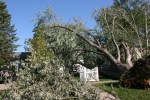 Damage along Fourth Ave SW, #16 fallen tree by white&nbsp;fence