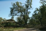 Damage at Wapacuta Park, #22 fallen&nbsp;trees