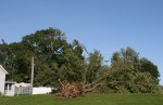 Damage by Wapacuta Park, #21 fallen&nbsp;tree