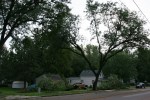 Faribault storm, #1 little house with fallen trees