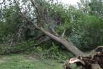 Faribault storm, #54 tree on friend’s house