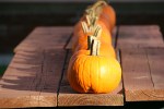 SeptOberfest, #376 pumpkins on picnic&nbsp;table