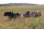 Valley Grove, #83 horse-drawn&nbsp;wagon
